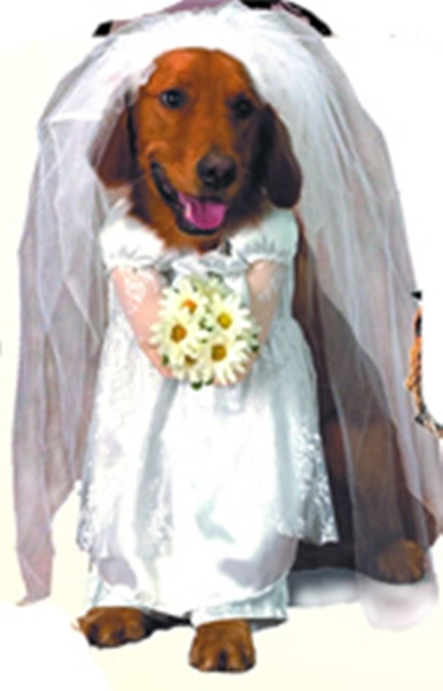 Picture of Bride Dog Costume