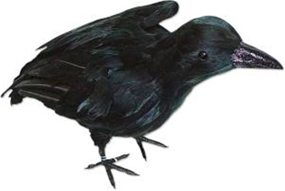 Picture of Realistic Large Crow