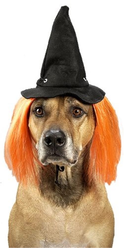 Picture of Wicked Witch Hat Pet Costume