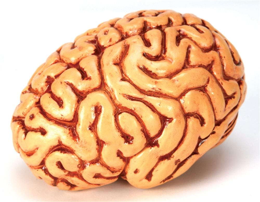 Picture of Brain Decor