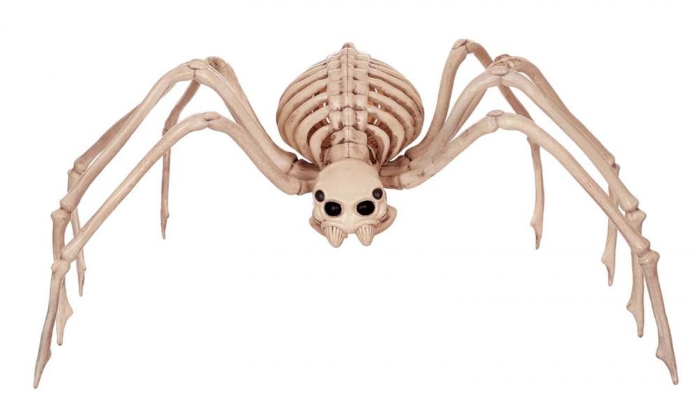 Picture of Spider Skeleton Prop 28in