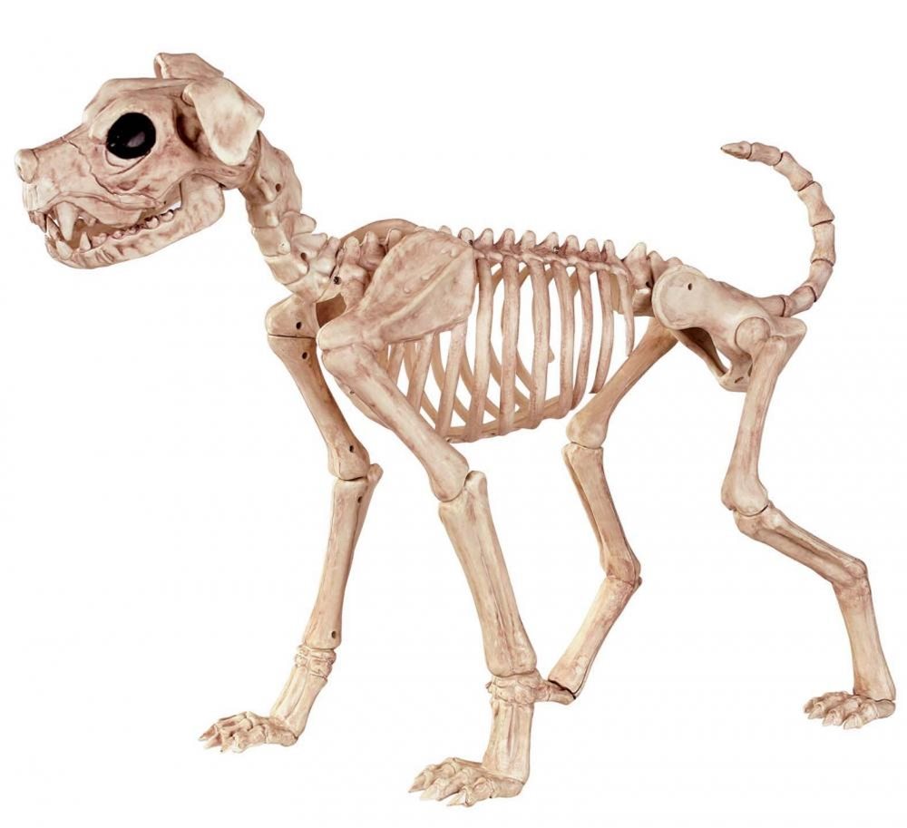 Picture of Buster the Dog Skeleton Prop