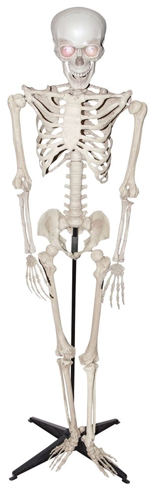 Picture of Standing & Talking Skeleton Prop