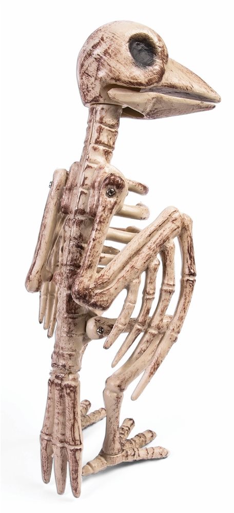 Picture of Raven Skeleton Prop