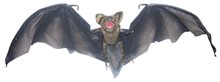 Picture of Black Vampire Bat