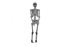 Picture of Realistic Posable Skeleton Prop 5ft