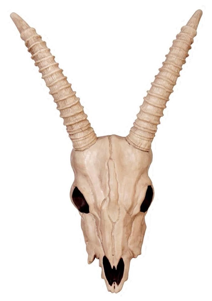 Picture of Gazelle Skull Prop