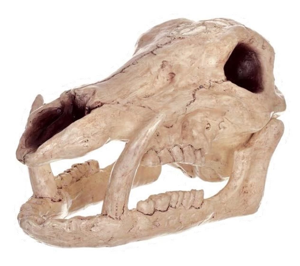 Picture of Boar Skull Prop