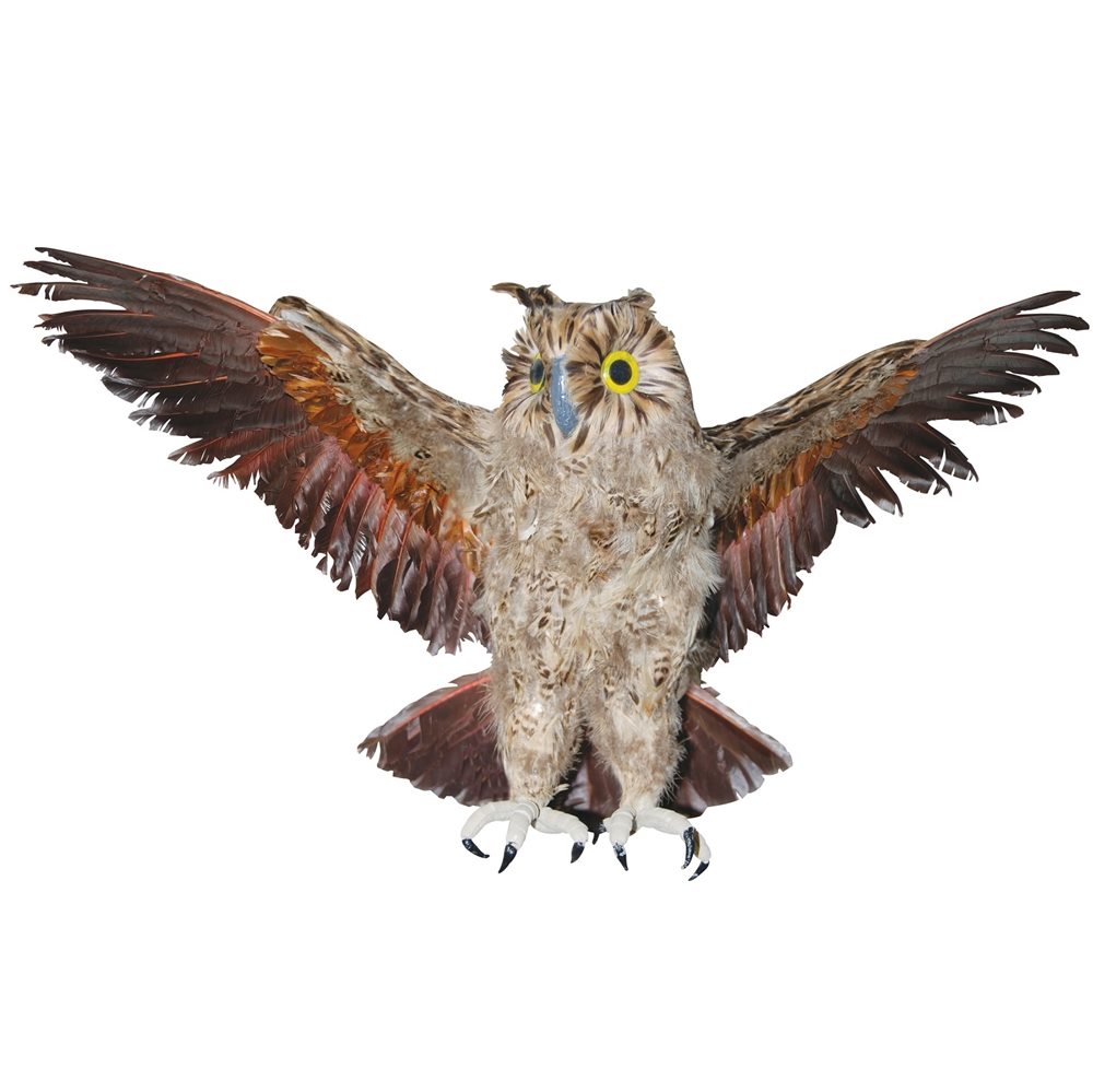 Picture of Brown Owl with Open Wings