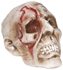 Picture of Rotten Haunted Skull Prop