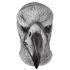 Picture of Vulture Deluxe Latex Mask
