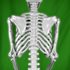 Picture of Realistic Posable Skeleton Prop 5ft