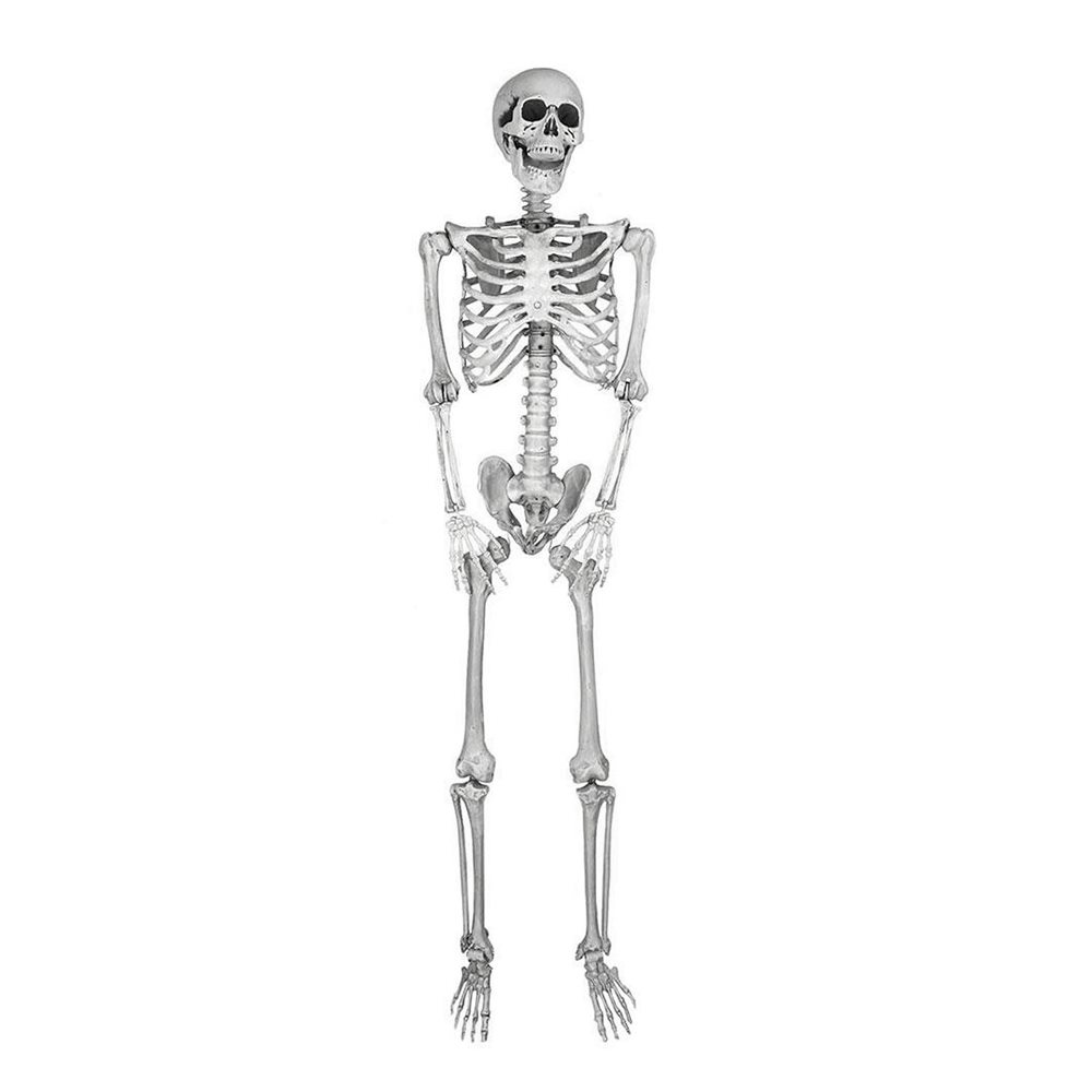 Picture of Hanging Skeleton 5ft