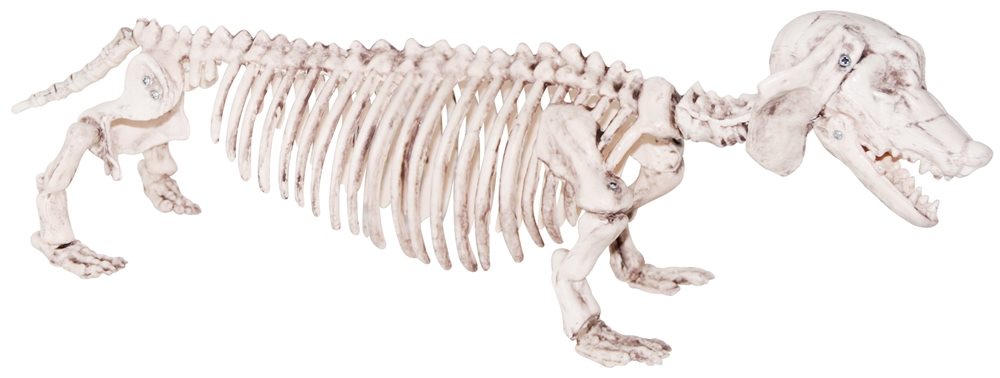 Picture of Dachshund Dog Skeleton Prop