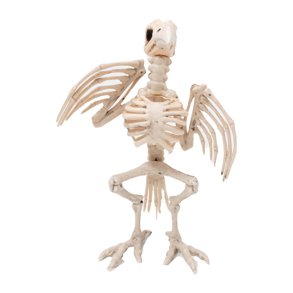 Picture of White Skeleton Crow